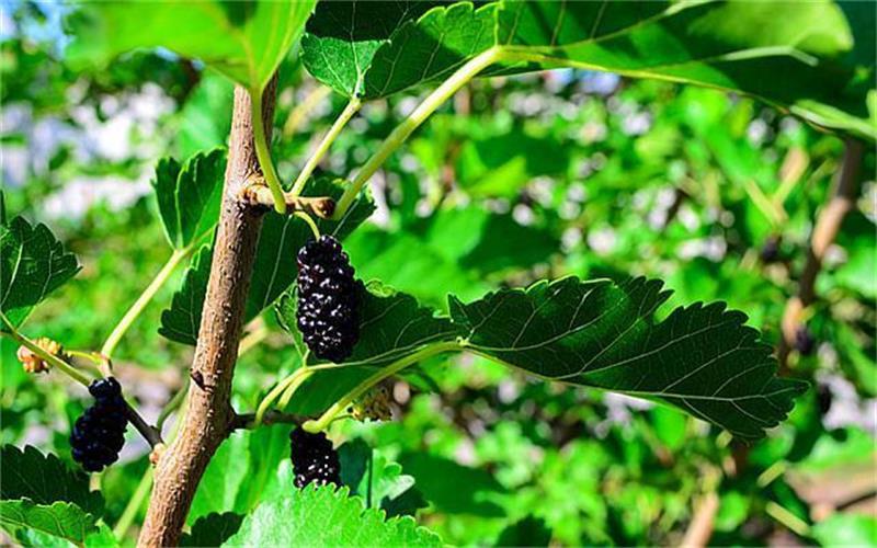 1627302258629047.jpeg a9d3fd1f4134970a88631d0b7fd20acca7865d9b.jpeg